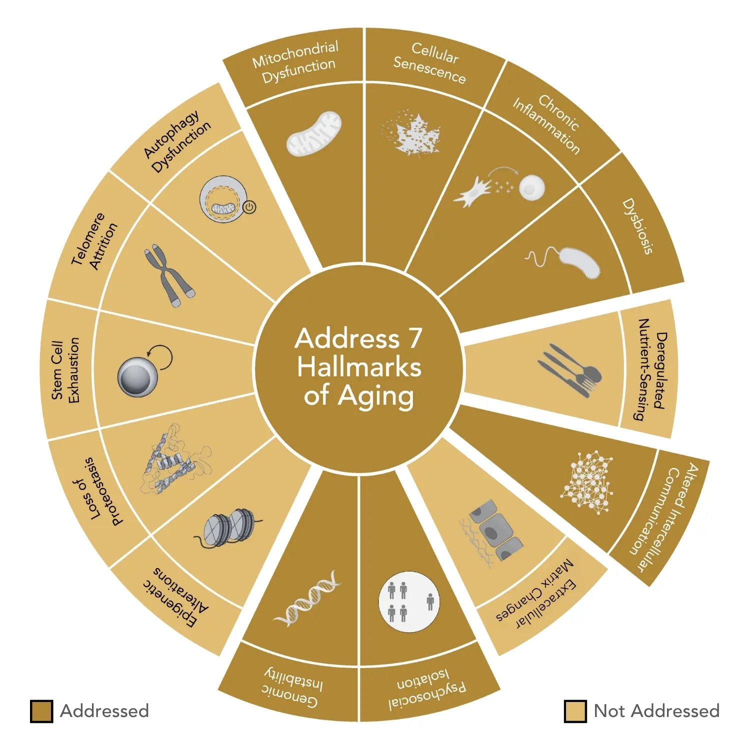 Key botanicals in CLEANSE — fenugreek, nettle, gentian, ginseng & more