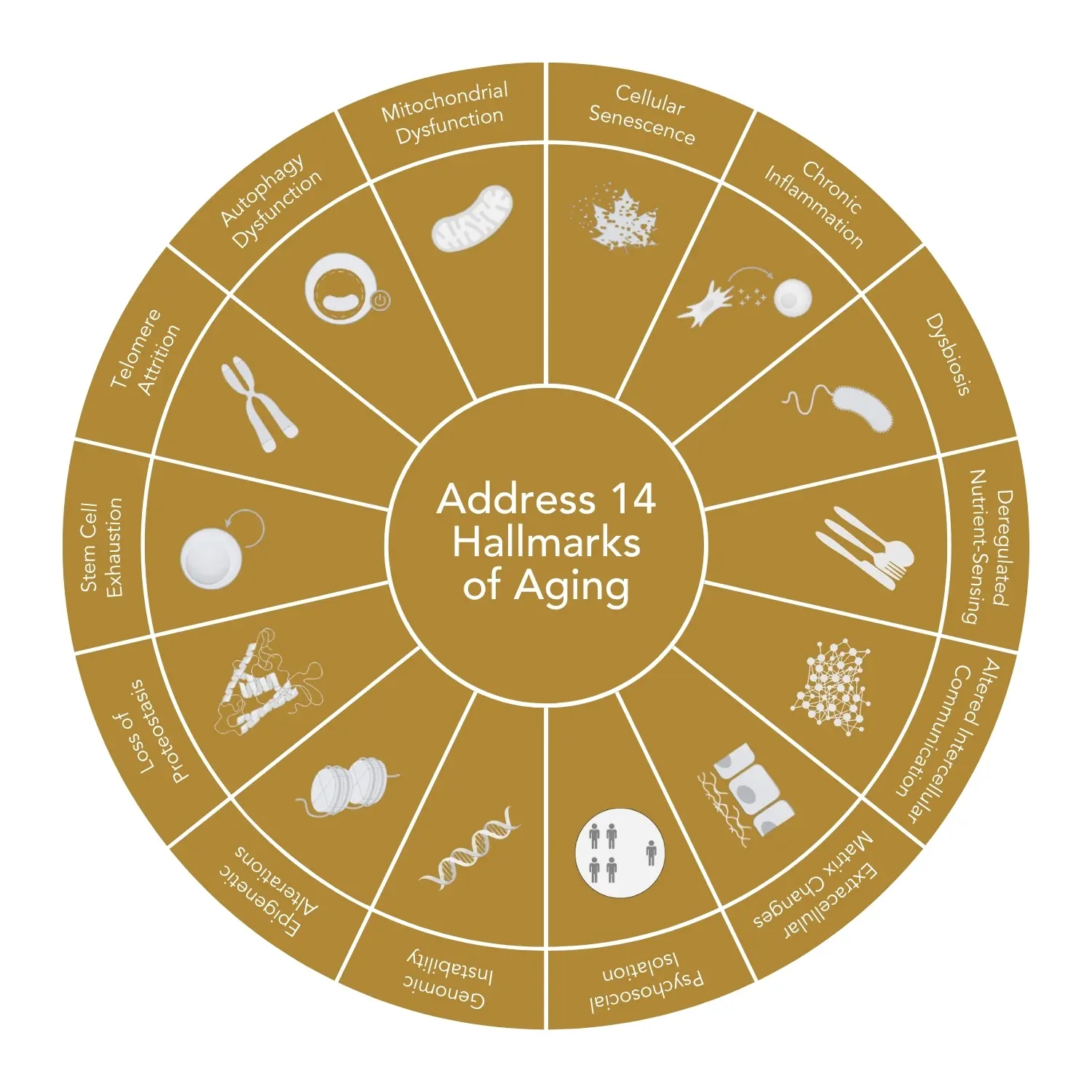 Active highlights — 6000 mg marine collagen & 100 mg hyaluronic acid per sachet