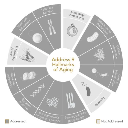 Key actives: Epigen12™, Trans-Resveratrol, Nicotinamide Riboside & CoQ10 (ingredient visual)