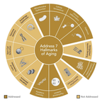 Key botanicals in CLEANSE — fenugreek, nettle, gentian, ginseng & more